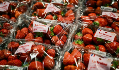 Des fraises dans un supermarché Grand Frais à Salaise-sur-Sanne, en Isère, le 21 mai 2026 ( AFP / Jeff PACHOUD )