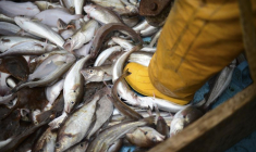 Le patron du Whitby Rose, Howard Locker, trie sa prise à bord de son chalutier en mer du Nord