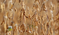 L'Anses invite aussi "les acteurs de l'agroalimentaire à revoir les techniques de production et de transformation du soja", afin de réduire les teneurs en isoflavones de leurs produits. ( AFP / DANIEL ROLAND )