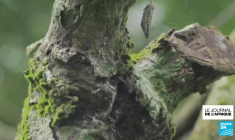 Cameroun : des plantations de cacao détruites par la sécheresse