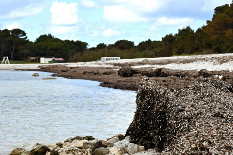 Des posidonies empilées sur une plage à Sakarun, sur l'île de Dugi Otok, le 8 mai 2025 en Croatie ( AFP / ELVIS BARUKCIC )