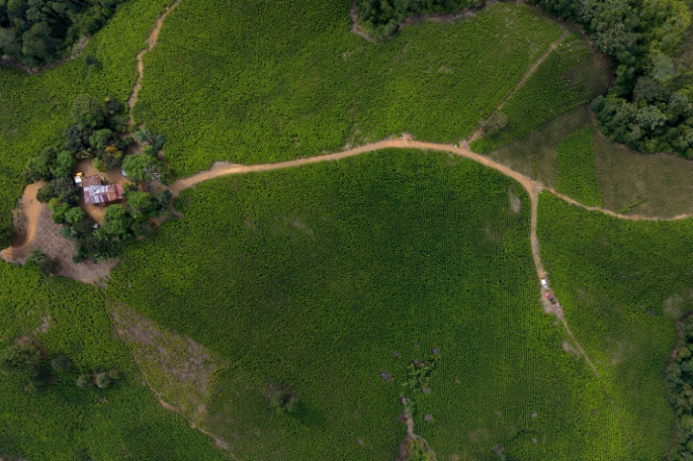 Vue aérienne d'une plantation de feuilles de coca à Suarez, dans le département du Cauca (Colombie), le 27 mai 2026 ( AFP / Joaquín SARMIENTO )