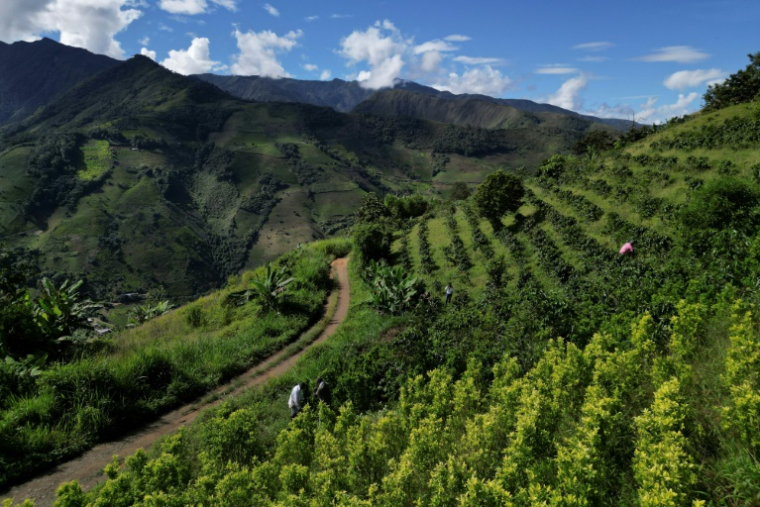 Vue aérienne d'une plantation mixte de café et de feuilles de coca à Argelia, dans le département du Cauca, en Colombie, le 6 mai 2025 ( AFP / JUAN RESTREPO )
