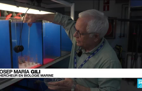Espagne : "Gorgone", le corail qui résiste au changement climatique