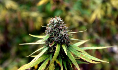 FRANCE: LA COUR DE CASSATION CASSE UN ARRÊT AYANT JUGÉ LA VENTE DE CBD ILLÉGALE