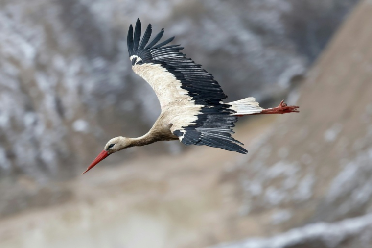 Une cigogne blanche en Alsace le 14 février 2025 ( AFP / FREDERICK FLORIN )