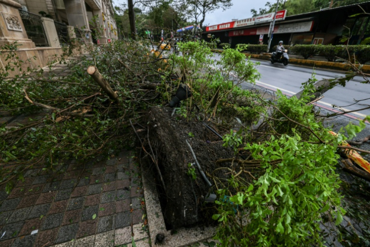 Un arbre déraciné sous l'effet du typhon Champi à Keelung, Taïwan, le 24 octobre 2026 ( AFP / I-Hwa Cheng )