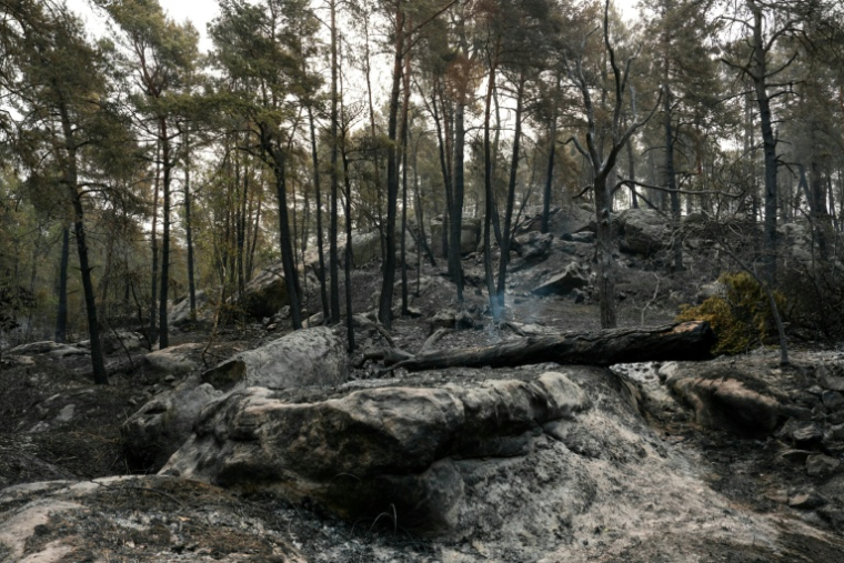 TUne zone brûlée par un incendie dans la forêt de Fontainebleau, à Noisy-sur-École, le 14 juillet 2026 en Seine-et-Marne ( AFP / Dimitar DILKOFF )