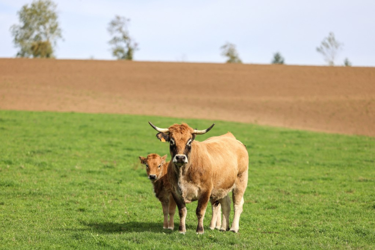 ( AFP / CHARLY TRIBALLEAU )