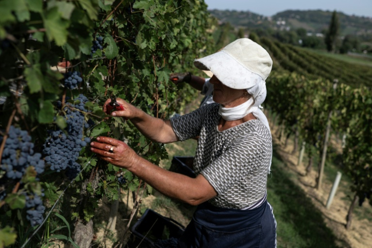 Une vendangeuse dans le vignoble d'Agliano Terme, près de la ville d'Asti, dans le nord-ouest de l'Italie, le 21 septembre 2026  ( AFP / Marco Bertorello )