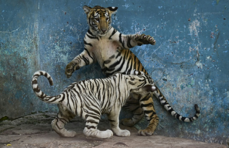 Deux jeunes tigres jouent dans un enclos du Zoo national de La Havane, le 15 septembre 2026 à Cuba ( AFP / YAMIL LAGE )