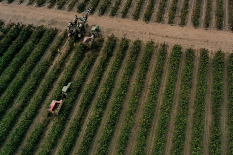 Vue aérienne d'une vendangeuse dans les rangs d'un vignoble de la vallée Centrale, le 13 octobre 2025 à Lodi, en Californie ( AFP / Patrick T. Fallon )