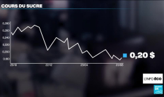 Méga-incendies au Brésil : les récoltes de sucre menacées ?