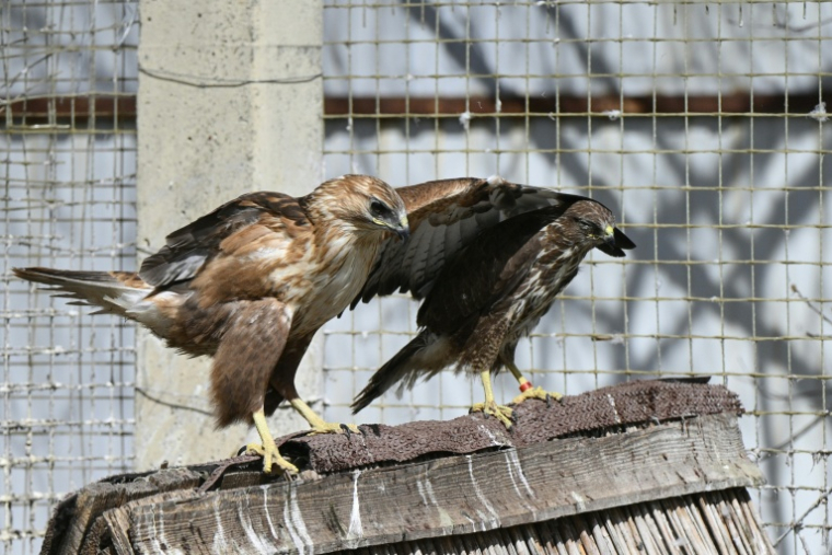 Une buse à longues pattes, amputée d'une aile suite à une blessure (g), et une buse variable (d) dans une volière d'un refuge pour oiseaux à Voropaïv, dans la région de Kiev le 28 avril 2026 en Ukraineil 28, 2026, amid the Russian invasion of Ukraine. Threatened in peacetime by deforestation, intensive agriculture, urbanisation, pollution, hunting and climate change, Russia's 2022 invasion has wrought yet more suffering on Ukraine's birdlife. ( AFP / Genya SAVILOV )
