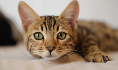 Ce service permet aux propriétaires de gâter leurs animaux sans avoir à se déplacer. (Illustration) (GidonPico / Pixabay)