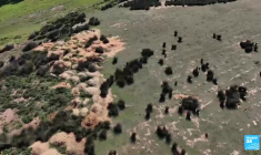 Australie : le fléau des lapins, espèce devenue invasive