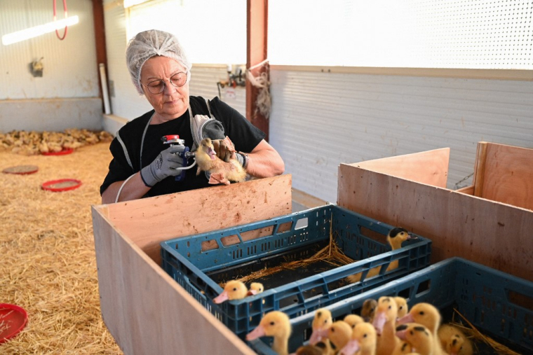 Une femme injectant le vaccin contre la grippe aviaire à des canards à Horsarrieu (Landes), le 2 octobre 2023. Photo publiée par le ministère de l'Agriculture. ( MINISTERE DE L'AGRICULTURE / HANDOUT )