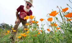 Rene Amy examine les pavots de Californie qu'il a semés sur le terrain de sa maison, rasée par les incendies de Los Angeles, en Californie, le 30 mars 2026 ( AFP / Frederic J. BROWN )