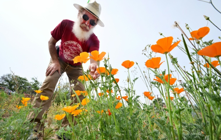 Rene Amy examine les pavots de Californie qu'il a semés sur le terrain de sa maison, rasée par les incendies de Los Angeles, en Californie, le 30 mars 2026 ( AFP / Frederic J. BROWN )
