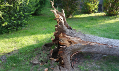 Un arbre s'est abattu sur la maison d'une habitante du Maine-et-Loire, détruisant entièrement le logement. (illustration) (Rkit / Pixabay)