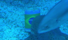 Mondial-2026: à Rio, un requin prédit une victoire du Brésil contre Haïti