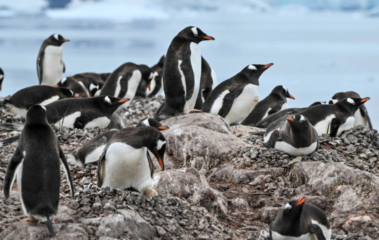 Des manchots papous dans la baie du Paradis du détroit de Gerlache, qui sépare l'archipel Palmer de la péninsule antarctique, le 20 janvier 2024 ( AFP / JUAN BARRETO )