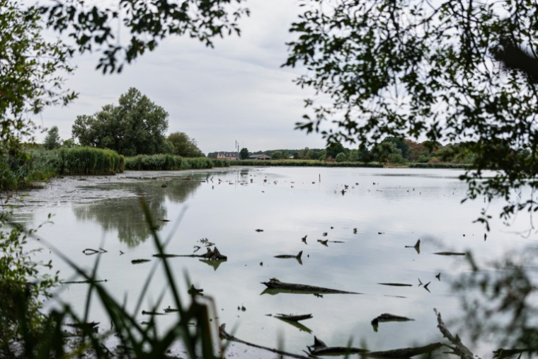 Vue des marais d'Harchies, une zone naturelle protégée belge, le 21 août 2026 à Bernissart dans le sud-ouest du pays ( AFP / Sameer Al-DOUMY )
