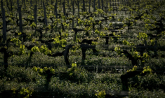 Des plants de vigne à Martillac, dans la région de Bordeaux, le 17 avril 2025 en Gironde ( AFP / Philippe LOPEZ )