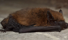 (Crédits photo : Wikimedia Commons - Gilles San Martin )