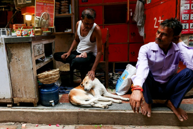 Un chien errant se repose dans l'échoppe d'un vendeur à Varanasi, le 18 août 2025 en Inde  ( AFP / Niharika KULKARNI )