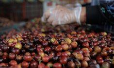 La Colombie a réalisé sa meilleure récolte de café depuis 5 ans  ( AFP / JJ BONILLA )