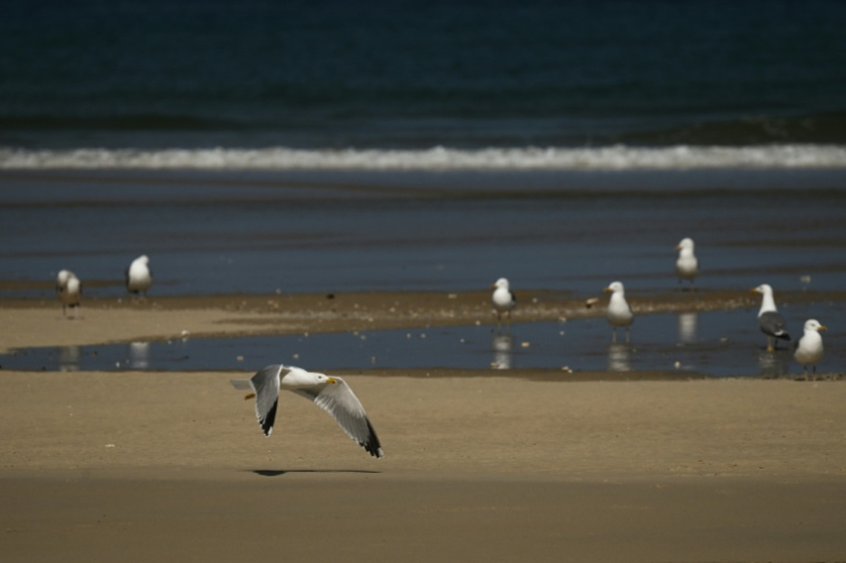 Des oiseaux sur le banc d'Arguin, îlot "mouvant" de sable près d'Arcachon, en Gironde, le 24 avril 2026 ( AFP / Philippe LOPEZ )