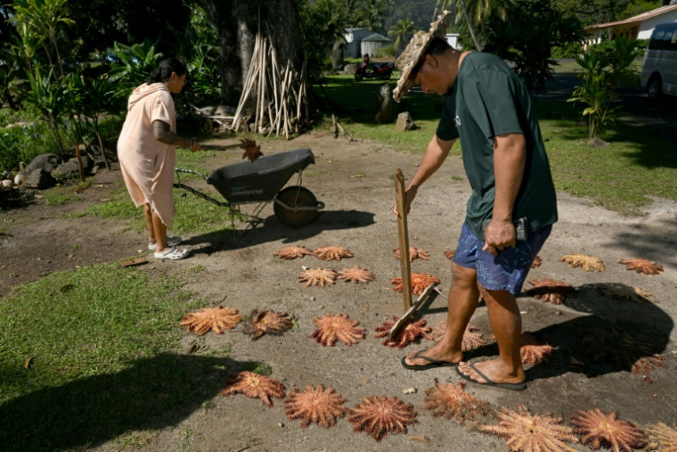 Le biologiste marin Teina Rongo (d) et ses collègues plongeurs du groupe environnemental Korero O Te Orau comptent et mesurent des étoiles de mer "couronnes d'épines "collectées sur un récif au large de Rarotonga, le 12 juin 2025 aux îles Cook ( AFP / William WEST )