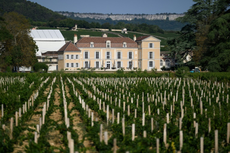 Le Château de Meursault et son vignoble, le 26 août 2025 à Meursault, en Côte d'Or ( AFP / ARNAUD FINISTRE )