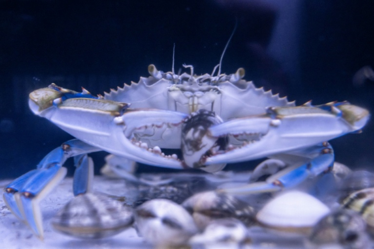 Un crabe bleu (Callinectes sapidus) mange des palourdes dans un aquarium du laboratoire de l'Institut méditerranéen d'océanographie (MIO) à Marseille, le 28 mai 2026 dans les Bouches-du-Rhône ( AFP / MIGUEL MEDINA )