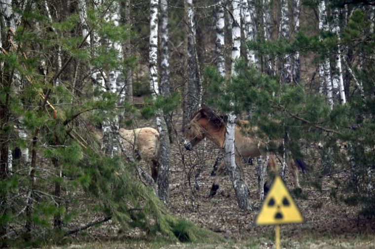 Des chevaux sauvages de Przewalski, une espèce menacée originaire d'Asie, réintroduits dans une zone contaminée par la radioactivité, près de Tchernobyl, le 23 avril 2026 ( AFP / Sergei SUPINSKY )