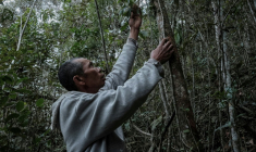 Heriniaina Randrianarimanga tient une liane de poivre sauvage tsiperifery poussant sur son arbre tuteur dans la région d’Analamanga à Madagascar, le 19 septembre 2026 ( AFP / Razafindrakoto Mamy Nirina )
