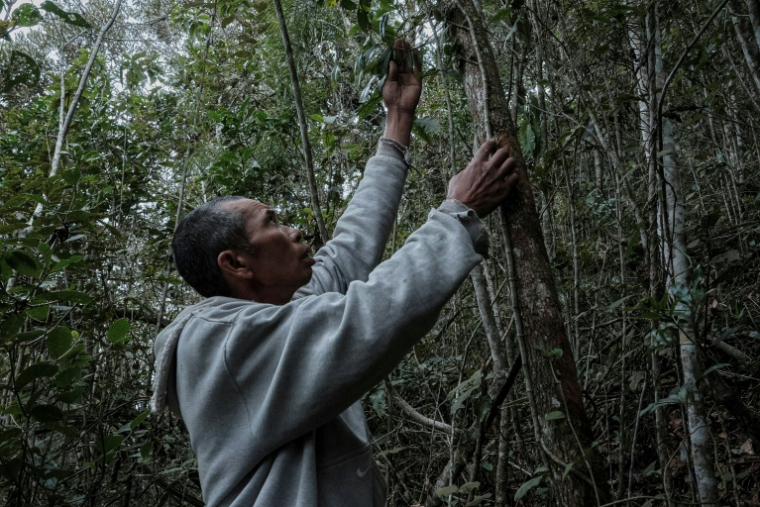Heriniaina Randrianarimanga tient une liane de poivre sauvage tsiperifery poussant sur son arbre tuteur dans la région d’Analamanga à Madagascar, le 19 septembre 2026 ( AFP / Razafindrakoto Mamy Nirina )