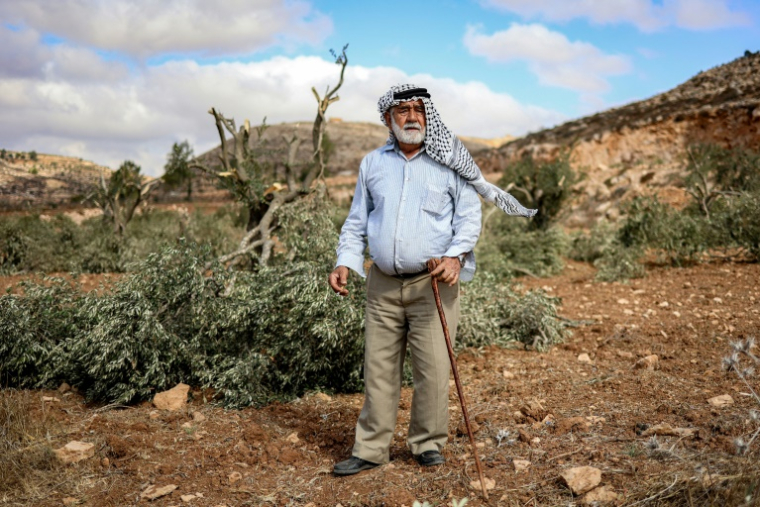 Le paysan palestinien Mohamed Suleiman inspecte ses oliviers coupés lors d'une attaque par des colons israéliens dans son village d'Abou Falah, près de Ramallah en Cisjordanie occupée, le 6 octobre 2025 ( AFP / Zain JAAFAR )