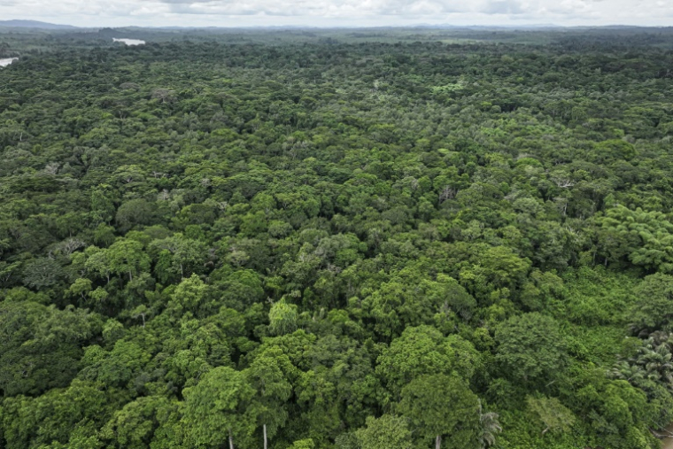 Vue aérienne de la forêt dans l'île de Tiwai, un trésor de biodiversité dans le sud-est de la Sierra Leone. Le complexe de Gola-Tiwai - composé de la réserve de Tiwai et du parc national de la forêt tropicale de Gola - est entré le 13 juillet 2025 au patrimoine mondial de l'humanité à l'issue d'un vote lors de la 47ème session du Comité du patrimoine mondial de l'Unesco. L'activiste Tommy Garnett, fondateur en 1992 de l'ONG The Environmental Foundation for Africa (EFA), a consacré sa vie à la restauration de l'île de Tiwai et à la préservation de l'environnement dans son pays ( AFP / Saidu BAH )