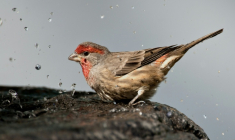 Un roselin sur une fontaine à Mexico, le 17 novembre 2010 ( AFP / Ronaldo Schemidt )