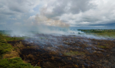 Un incendie dans une forêt de tourbières transformée en plantations de palmiers à huile à Meulaboh, dans la province indonésienne d'Aceh, le 15 février 2025 ( AFP / CHAIDEER MAHYUDDIN )