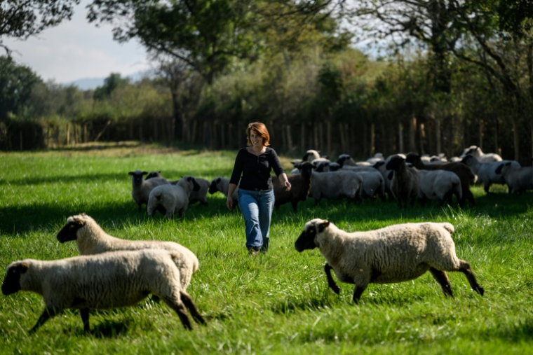 Chloé Pimont, une comédienne parisienne et végétarienne devenue éleveuse de brebis dans le Morvan, s'occupe de ses bêtes le 29 septembre 2025 à Monthelon, en Saône-et-Loire ( AFP / ARNAUD FINISTRE )