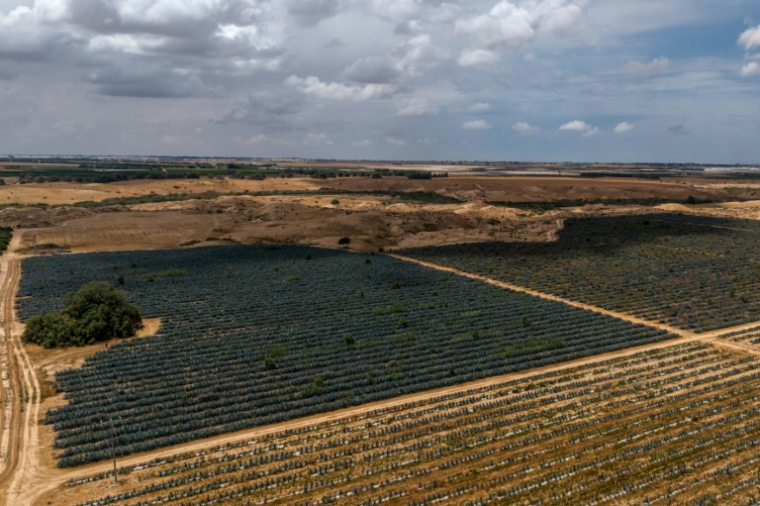Vue aérienne d'un champ d'agave à la périphérie d'Urim, dans le nord du désert du Néguev, près de la frontière israélienne avec Gaza, le 4 mai 2025 ( AFP / Menahem Kahana )