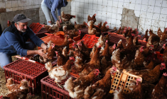 ( AFP / CHARLY TRIBALLEAU )