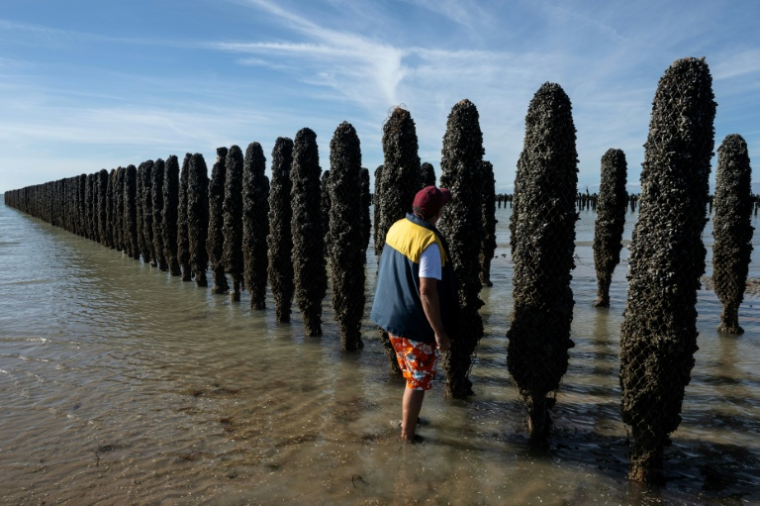 Le mytiliculteur Loïc Maine inspecte un pieu à moules dans l'exploitation Maine père & fils, au large de Bricqueville-sur-Mer, dans la Manche, le 13 septembre 2026 ( AFP / Guillaume SALIGOT )