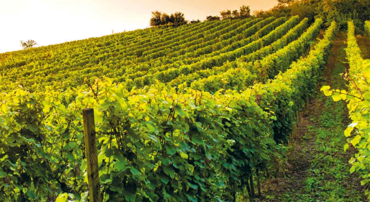 Le vin plus rentable que les actions du CAC 40 ?  (© Fotolia)