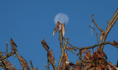 LES CRIQUETS REJOIGNENT LE VER DE FARINE SUR LA LISTE DES ALIMENTS AUTORISÉS PAR L'UE