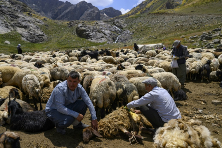 Un berger kurde tond un mouton dans les montagnes de la province de Hakkari, dans le sud-est de la Turquie, le 12 juillet 2025 ( AFP / Yasin AKGUL )