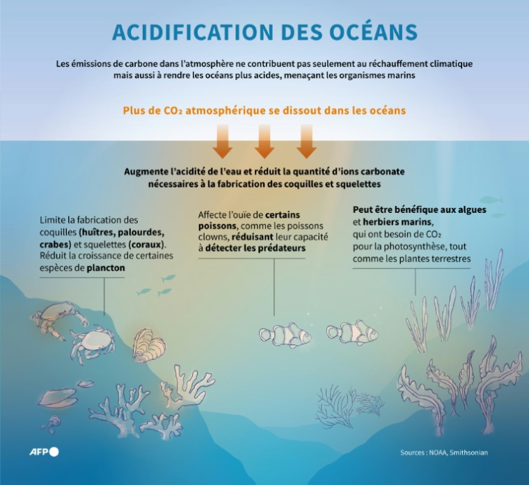 Présentation du processus d'acidification des océans, causé par l'augmentation des niveaux de CO2 dans l'atmosphère, qui menace les organismes marins ( AFP / Jonathan WALTER )